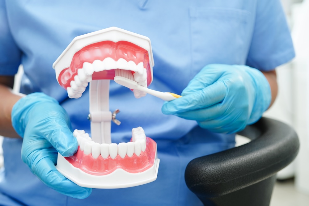 dentist showing a teeth model - Dentures in Puyallup